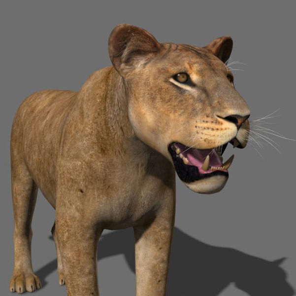 Unique Feline Pack - 3d lion model 3D model_71