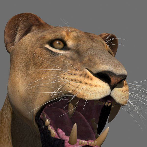 Unique Feline Pack - 3d lion model 3D model_77