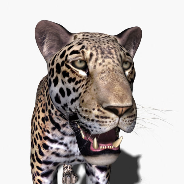 Unique Feline Pack - 3d lion model 3D model_147