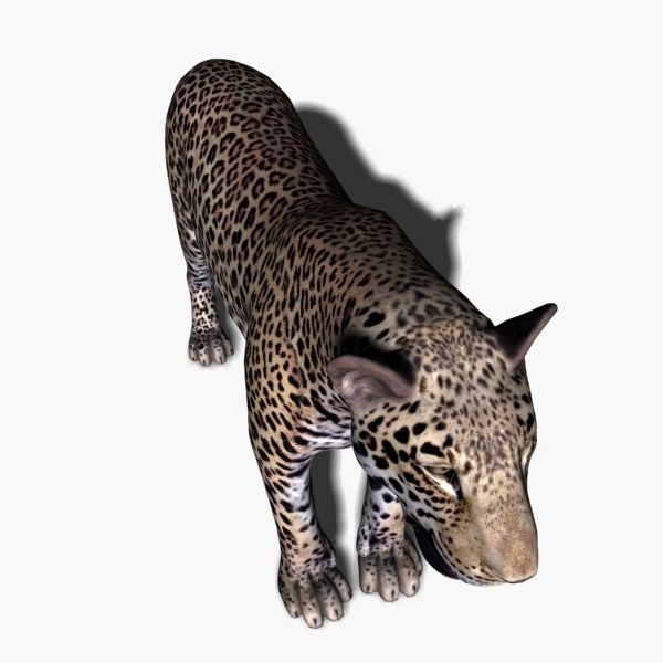 Unique Feline Pack - 3d lion model 3D model_149