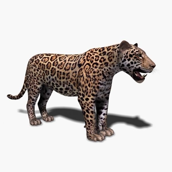 Unique Feline Pack - 3d lion model 3D model_126