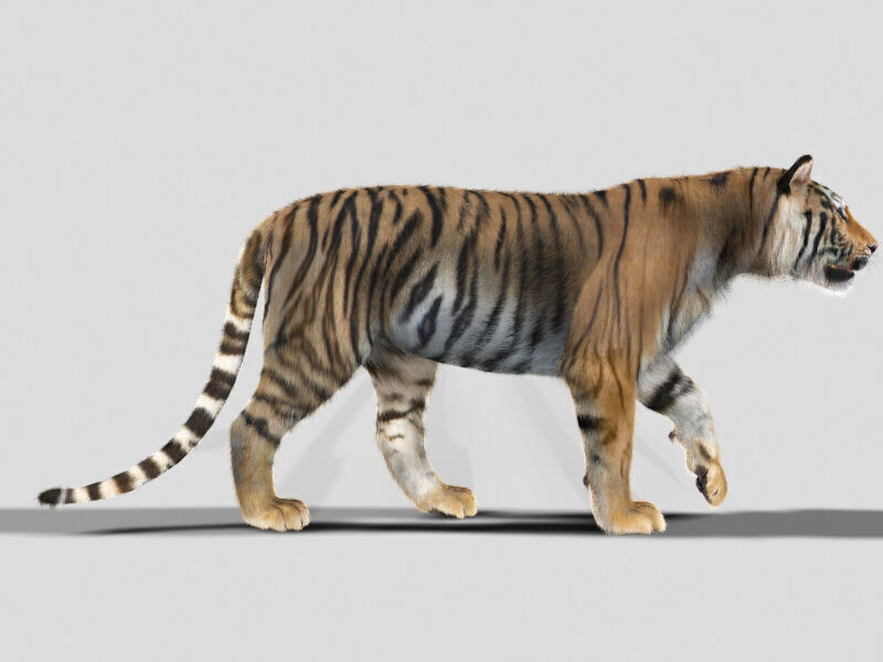 Unique Feline Pack - 3d lion model 3D model_31