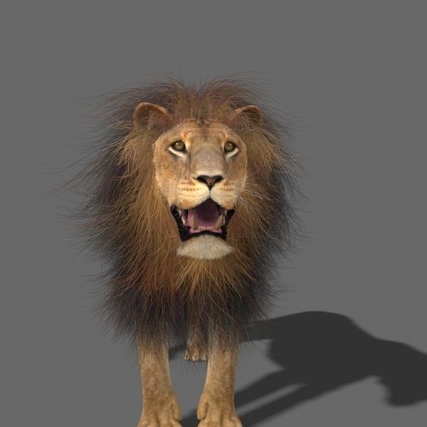 Unique Feline Pack - 3d lion model 3D model_49