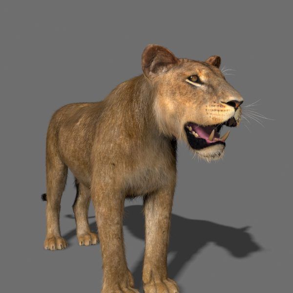 Unique Feline Pack - 3d lion model 3D model_63