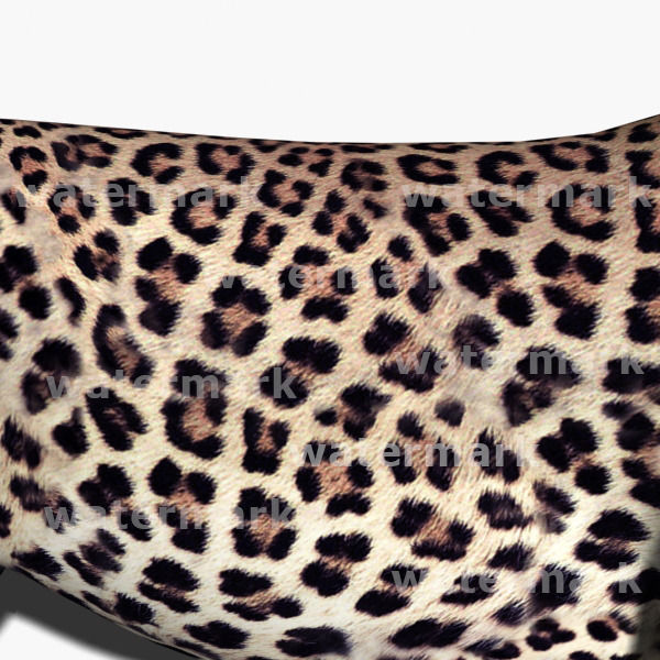 Unique Feline Pack - 3d lion model 3D model_161