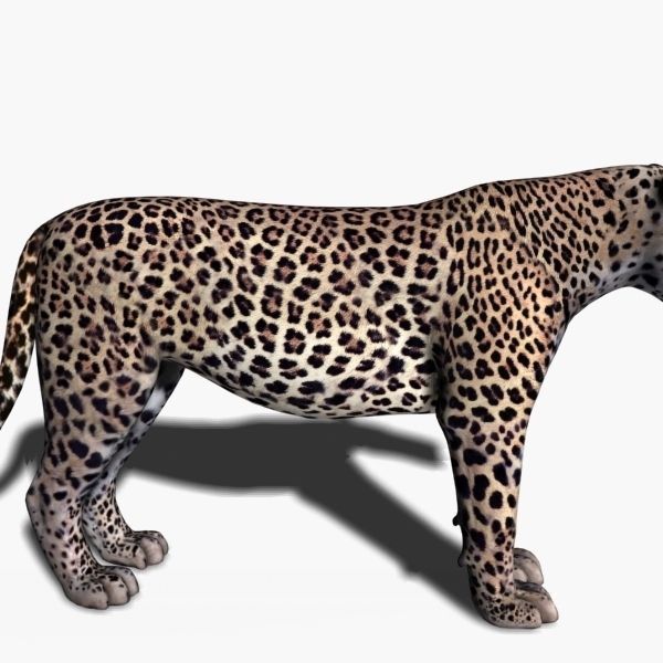 Unique Feline Pack - 3d lion model 3D model_143