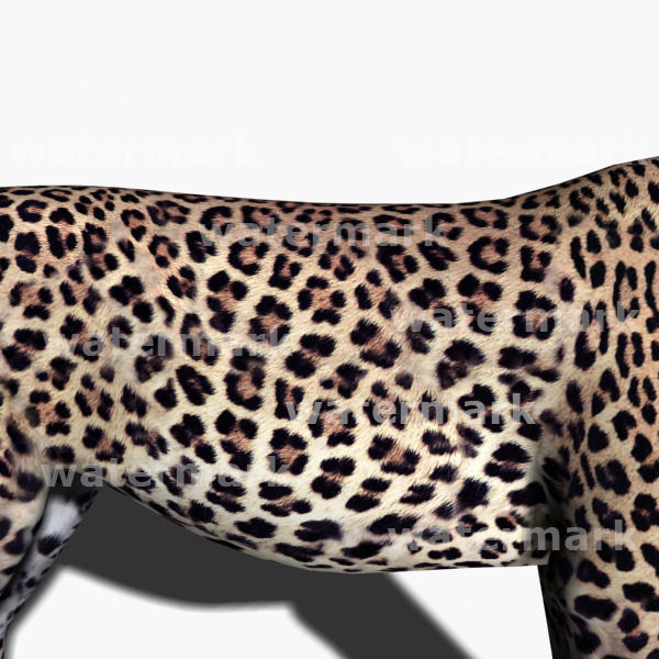 Unique Feline Pack - 3d lion model 3D model_162