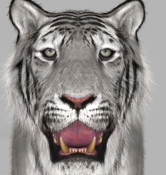 Unique Feline Pack - 3d lion model 3D model_29