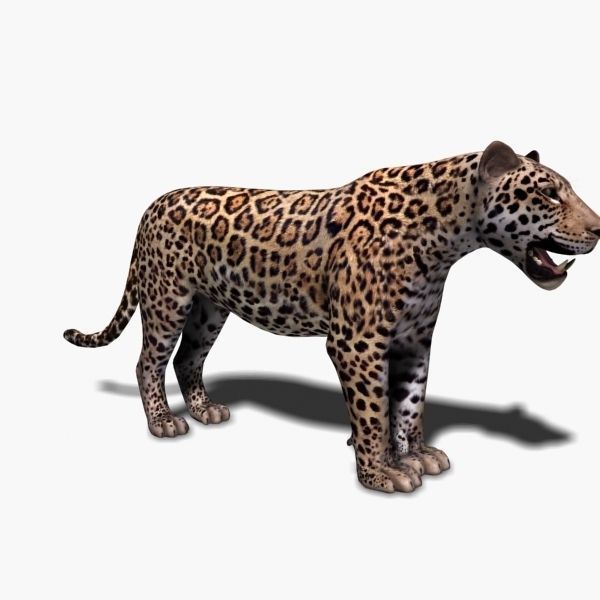 Unique Feline Pack - 3d lion model 3D model_121