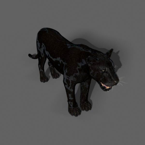 Unique Feline Pack - 3d lion model 3D model_103