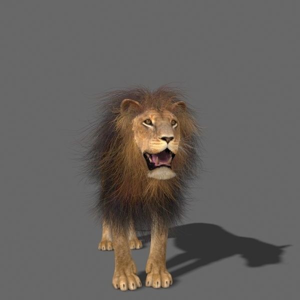 Unique Feline Pack - 3d lion model 3D model_62