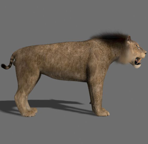 Unique Feline Pack - 3d lion model 3D model_111