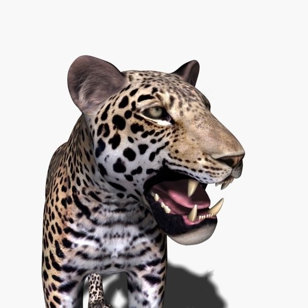 Unique Feline Pack - 3d lion model 3D model_159