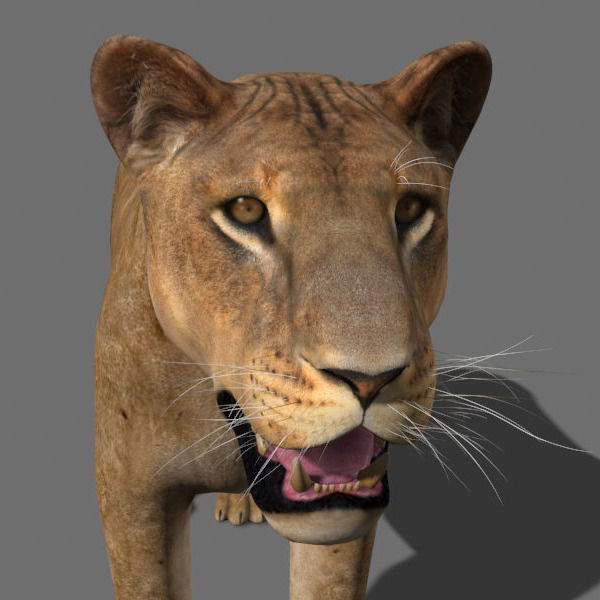 Unique Feline Pack - 3d lion model 3D model_89