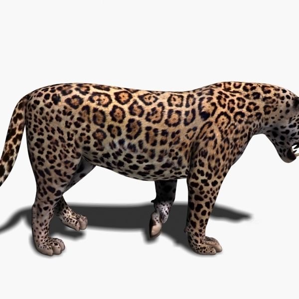 Unique Feline Pack - 3d lion model 3D model_136