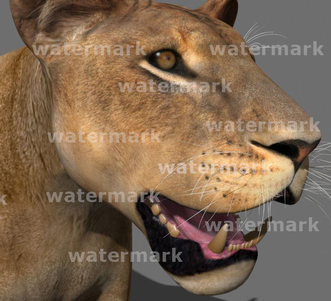 Unique Feline Pack - 3d lion model 3D model_72