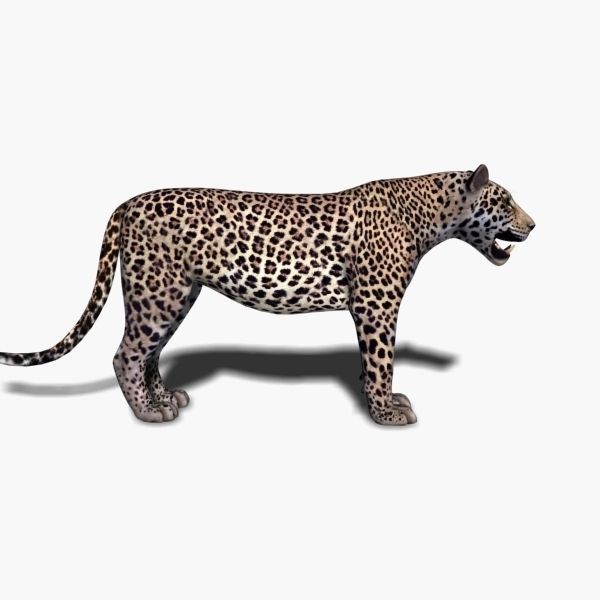 Unique Feline Pack - 3d lion model 3D model_140