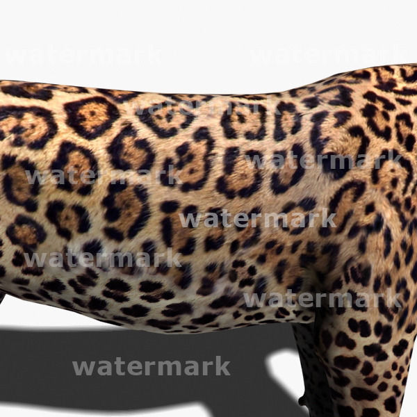 Unique Feline Pack - 3d lion model 3D model_137