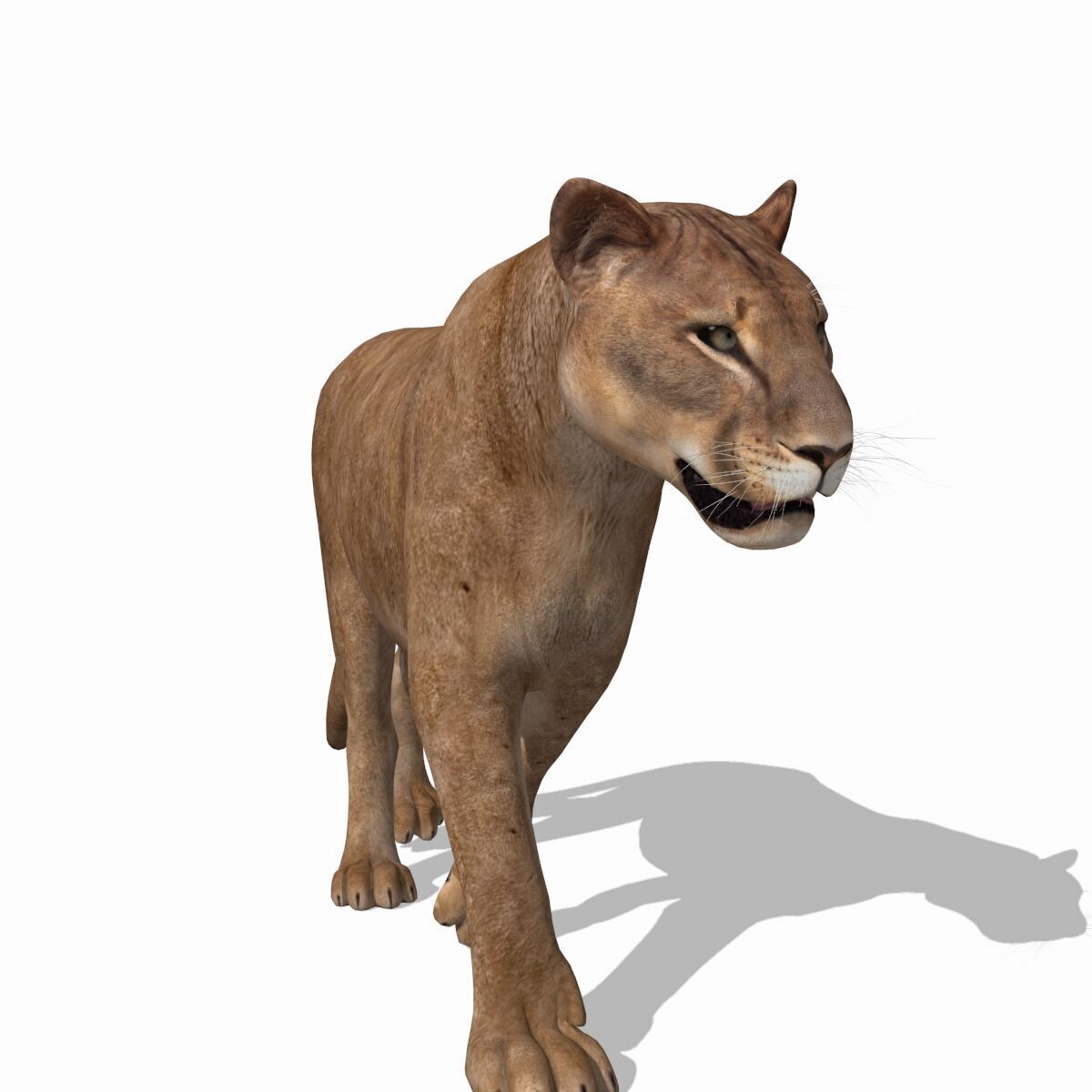 Unique Feline Pack - 3d lion model 3D model_34
