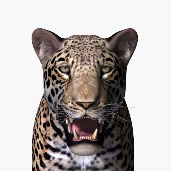 Unique Feline Pack - 3d lion model 3D model_164