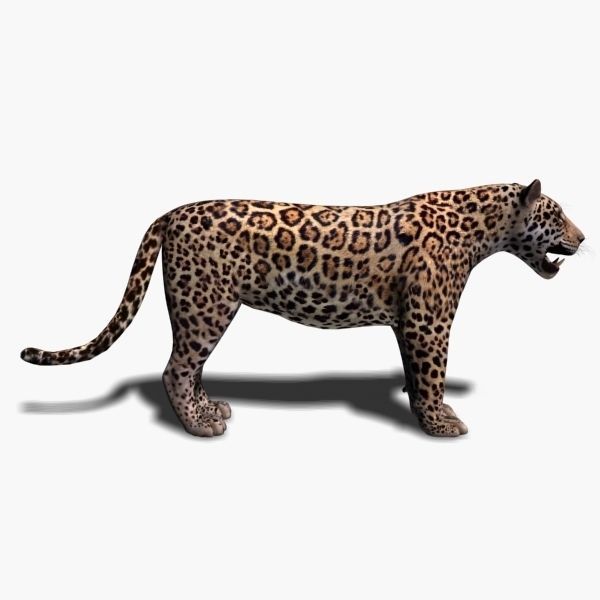 Unique Feline Pack - 3d lion model 3D model_122