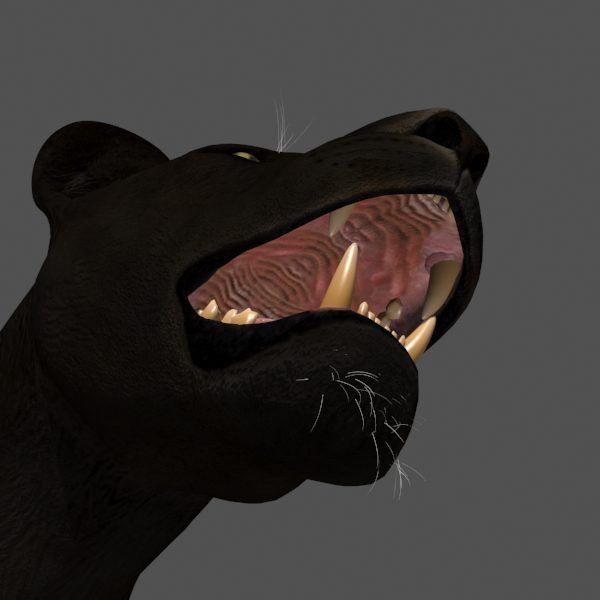 Unique Feline Pack - 3d lion model 3D model_100