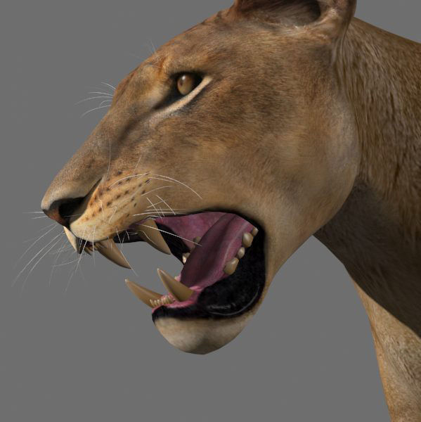 Unique Feline Pack - 3d lion model 3D model_75