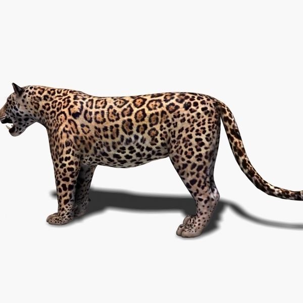 Unique Feline Pack - 3d lion model 3D model_124