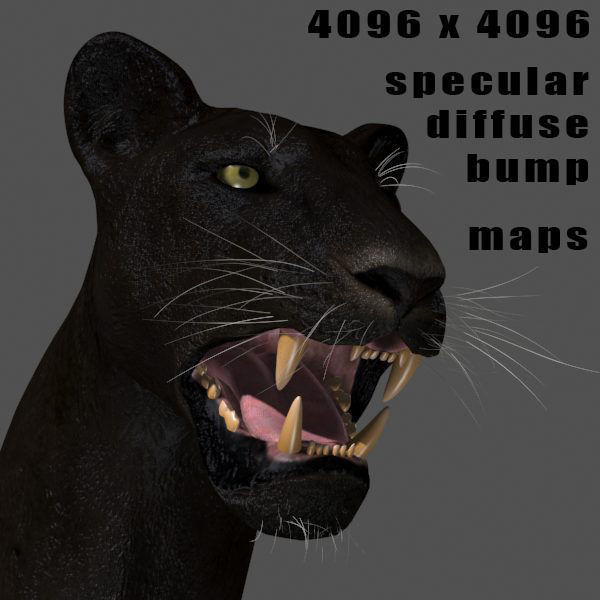 Unique Feline Pack - 3d lion model 3D model_96