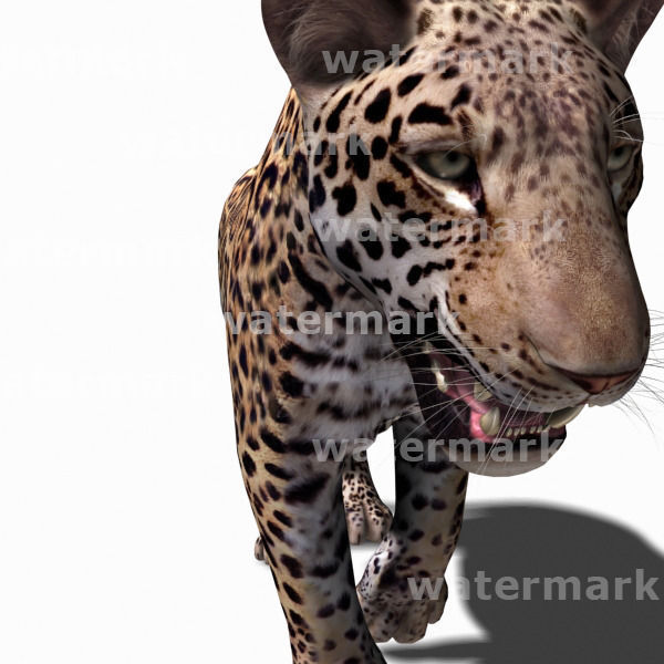 Unique Feline Pack - 3d lion model 3D model_138