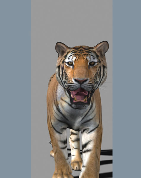 Unique Feline Pack - 3d lion model 3D model_23