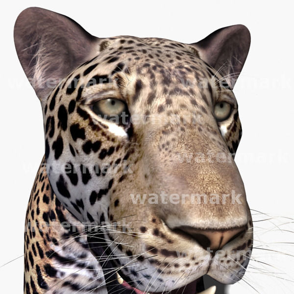 Unique Feline Pack - 3d lion model 3D model_148