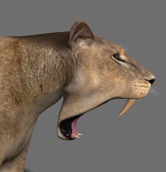Unique Feline Pack - 3d lion model 3D model_113