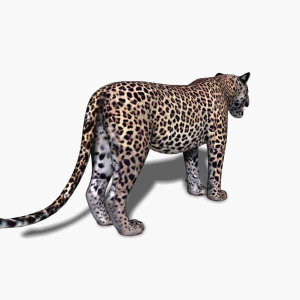 Unique Feline Pack - 3d lion model 3D model_152