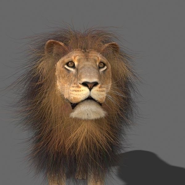 Unique Feline Pack - 3d lion model 3D model_44