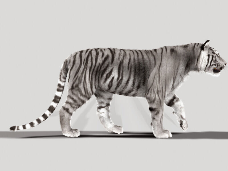 Unique Feline Pack - 3d lion model 3D model_40