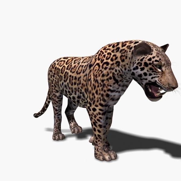Unique Feline Pack - 3d lion model 3D model_120