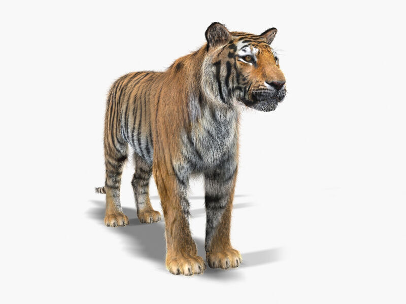 Unique Feline Pack - 3d lion model 3D model_32