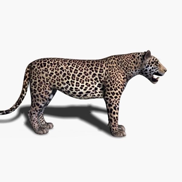 Unique Feline Pack - 3d lion model 3D model_151