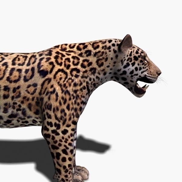 Unique Feline Pack - 3d lion model 3D model_123