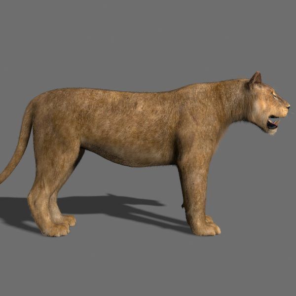 Unique Feline Pack - 3d lion model 3D model_64