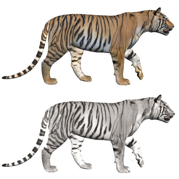 Unique Feline Pack - 3d lion model 3D model_21