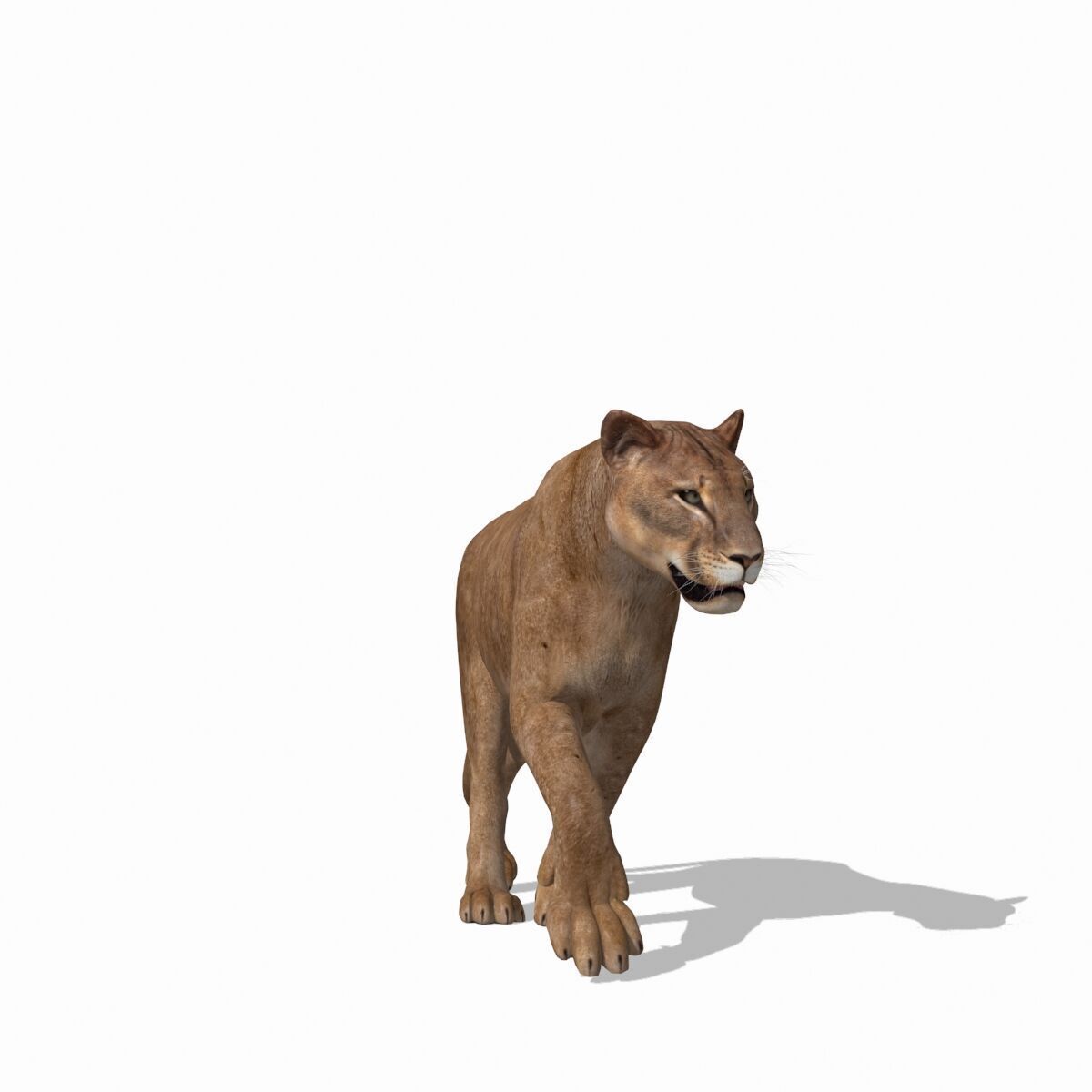 Unique Feline Pack - 3d lion model 3D model_28
