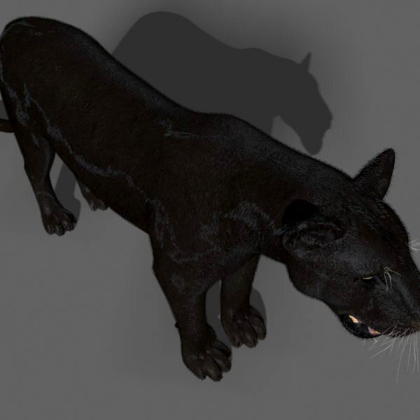 Unique Feline Pack - 3d lion model 3D model_110