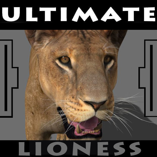 Unique Feline Pack - 3d lion model 3D model_90