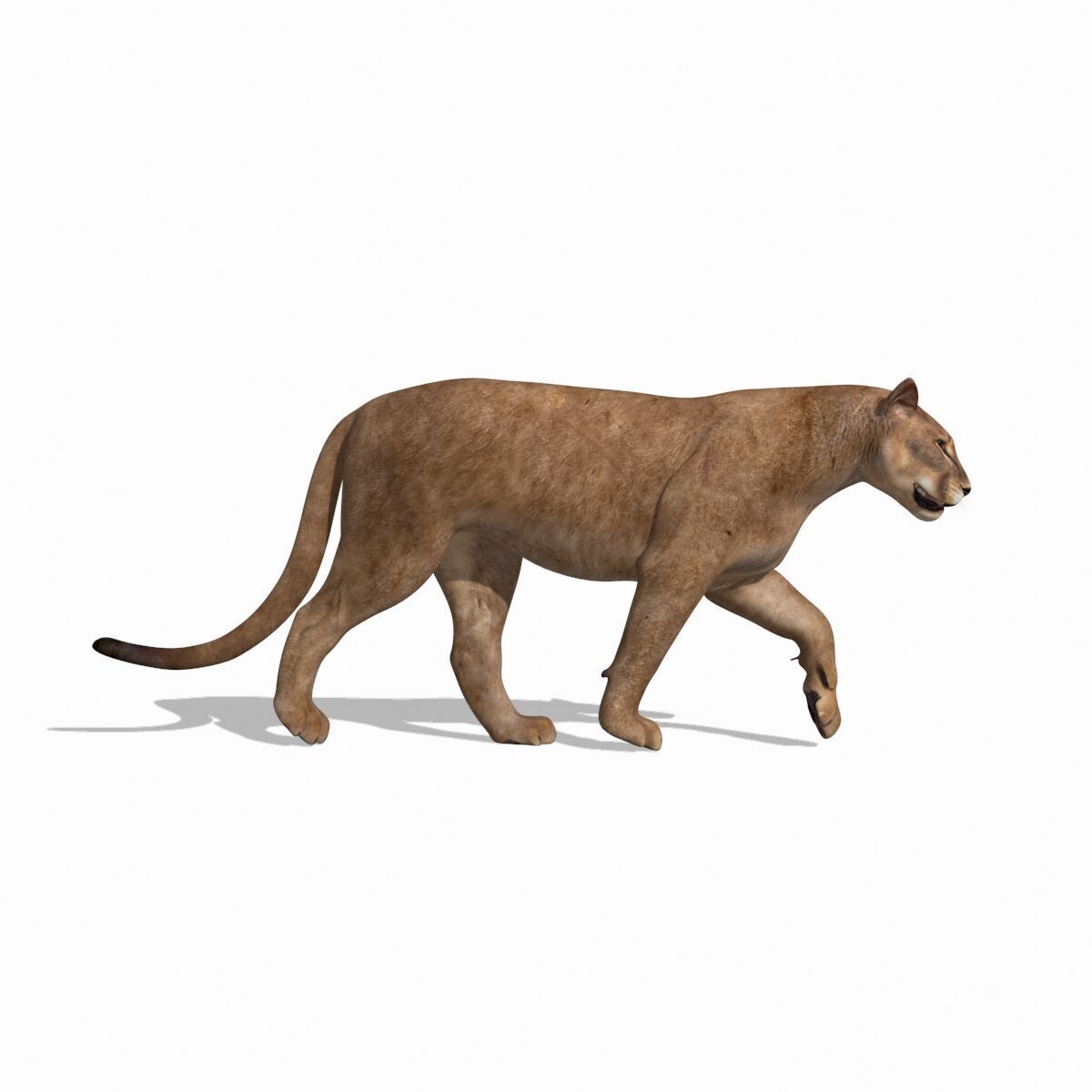 Unique Feline Pack - 3d lion model 3D model_39
