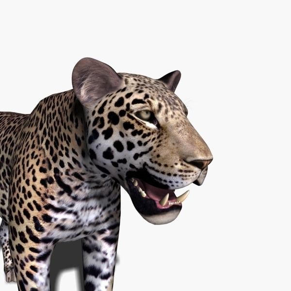 Unique Feline Pack - 3d lion model 3D model_154
