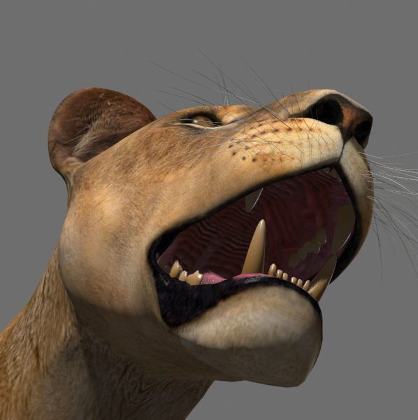 Unique Feline Pack - 3d lion model 3D model_79