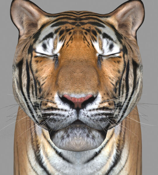 Unique Feline Pack - 3d lion model 3D model_36