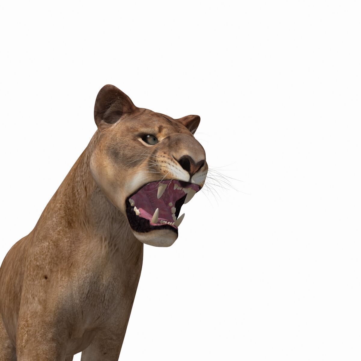 Unique Feline Pack - 3d lion model 3D model_37